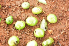 Thứ mọc dại xưa rụng đầy gốc, dân nhặt về bán 200.000 đồng/kg