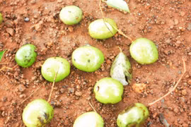 Thứ mọc dại xưa rụng đầy gốc, dân nhặt về bán 200.000 đồng/kg