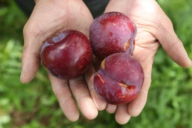 Loại mận Việt sốt rần rần đắt ngang nho Mỹ đặc biệt thế nào?