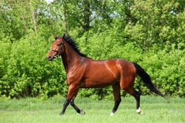 Top 10 loài thú cưng đắt nhất hành tinh: Bất ngờ số 4 