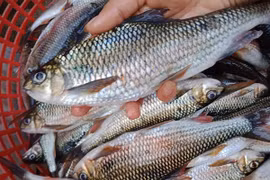 Loài cá trên núi cao, nửa triệu đồng/kg vẫn “cháy hàng“