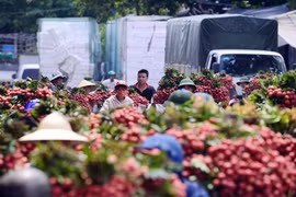 Giá vải thiều cao nhất 60 năm ở Bắc Giang