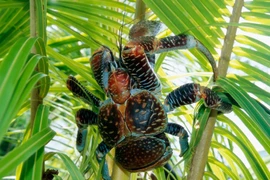 Loài cua biết leo cây 7 triệu đồng/kg ngon cỡ nào?