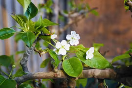 Chưa Tết, người Hà Nội chi tiền triệu chơi hoa lê, mận rừng