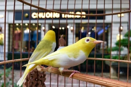 “Điểm” chủng chim quý “chat” cỡ nào… nhà giàu Việt muốn có