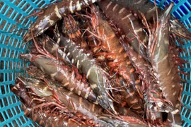 Hải sản Việt ngon hơn cả tôm hùm Alaska đắt cỡ nào?