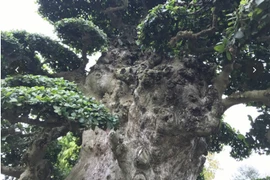 Bất ngờ cây dại được ví như “báu vật”, giá đắt hơn biệt thự