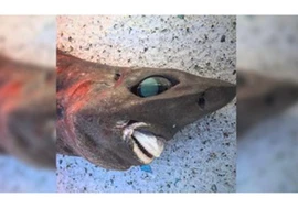 Bắt được con cá kỳ lạ có nụ cười giống người