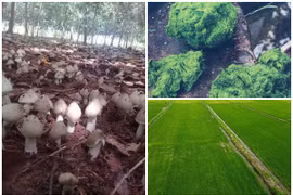 3 đặc sản trời cho giúp nông dân “hốt bạc“