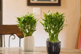 Bật mí cách trang trí nhà đúng phong thủy đón Tết Tân Sửu 