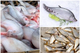 3 loài cá xưa lợn ăn “đổi đời” thành đặc sản tranh nhau mua