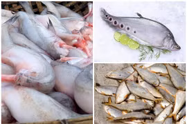 3 loài cá xưa lợn ăn “đổi đời” thành đặc sản tranh nhau mua