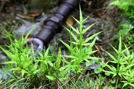 Hút sạch chất độc hại trong nhà với 12 loại cây cảnh dễ trồng 