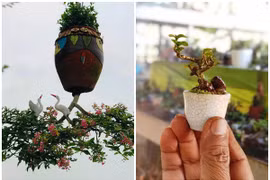 Chiêm ngưỡng 2 vườn bonsai độc đáo xác lập kỷ lục ở Việt Nam