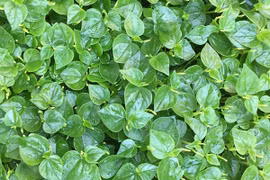 5 loại rau 'hái ra tiền' mọc đầy ở Việt Nam 