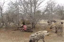 Clip: Linh cẩu “trắng trợn” cướp mồi của sư tử đực 