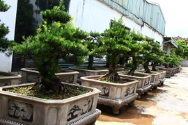 Đã mắt ngắm vườn tùng bạc tỷ của đại gia Việt