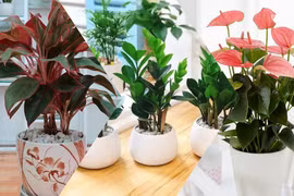 10 loại cây phong thuỷ hút tài lộc người giàu thường trồng trong nhà