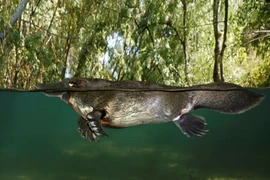 Kỳ lạ thú mỏ vịt