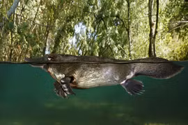 Kỳ lạ thú mỏ vịt