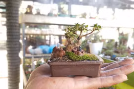Mê mẩn bộ sưu tập bonsai minni lớn nhất thế giới 