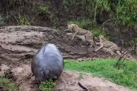 Clip: Sư tử ngậm ngùi nhìn hà mã giành mất con mồi