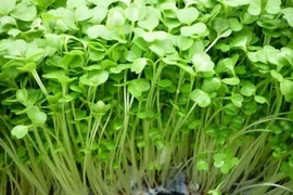 Giá rau tăng phi mã: Học ngay những loại rau mầm dễ trồng tại nhà
