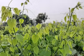 Bất ngờ loại rau mọc dại ở Việt Nam nay xuất khẩu đi Mỹ 