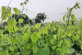 Bất ngờ loại rau mọc dại ở Việt Nam nay xuất khẩu đi Mỹ 