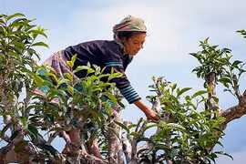 Dùng tay trần để sao, chè Tà Xùa tiền triệu vẫn đắt khách 