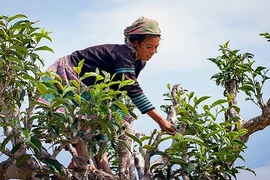 Dùng tay trần để sao, chè Tà Xùa tiền triệu vẫn đắt khách 