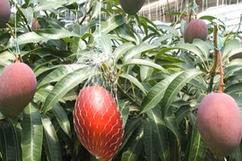 Đột nhập vườn xoài đỏ đắt như kim cương hiếm nhất thế giới