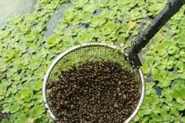 Nuôi con vật tưởng vô bổ, ai ngờ bỏ túi nhẹ 150 triệu