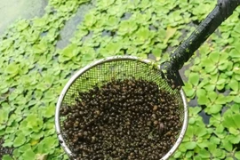 Nuôi con vật tưởng vô bổ, ai ngờ bỏ túi nhẹ 150 triệu