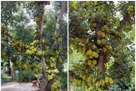 “Mắt tròn mắt dẹt” xem cây mít chi chít quả không đếm xuể