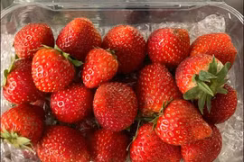 Dâu tây Mộc Châu “nhuộm đỏ” chợ mạng, cách nào phân biệt dâu Trung Quốc?