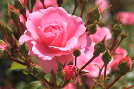 Sinh vào 3 tháng Âm lịch càng về già càng giàu có 