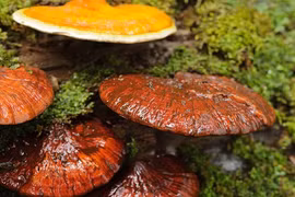 Điểm danh những loại nấm bạc triệu tại Việt Nam