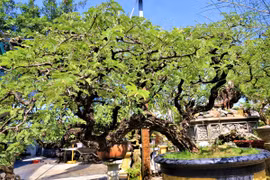 Lạc lối trong vườn bonsai chục tỷ mua vì “đam mê” 