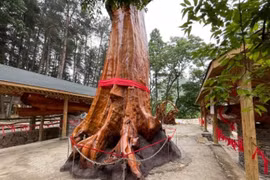 Cây gỗ được định giá 1.000 tỷ, chủ không bán chỉ để ngắm 