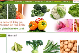 “Soi” hồ sơ Nông sản Trình Nhi bị nghi cung cấp rau sạch “dỏm”