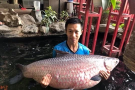 Choáng váng ngắm cá trắm đen dài 1,6m vô cùng hiếm lạ ở Hà Nội