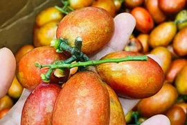 Quả rừng có màu đỏ như máu được lùng mua hàng trăm nghìn đồng/kg