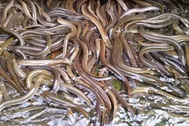 Ông nông dân ở Cần Thơ, nuôi lươn thu tiền tỷ 