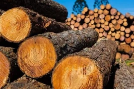 Loại gỗ đắt “hơn vàng ròng”, được xem như “báu vật”