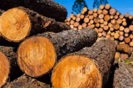 Loại gỗ đắt “hơn vàng ròng”, được xem như “báu vật”