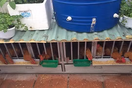 Thán phục những trại gà khủng trên sân thượng giữa Thủ đô