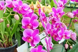 Những loài hoa cho dân công sở trang trí bàn để gặp may