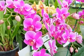 Những loài hoa cho dân công sở trang trí bàn để gặp may