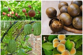 4 loại quả tưởng chỉ tạo bóng mát, nay thành đặc sản nức tiếng